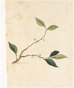 Naturalis Biodiversity Center - RMNH.ART.808 - Unidentified plant - Kawahara Keiga - 1823 - 1829 - Siebold Collection - pencil drawing - water colour