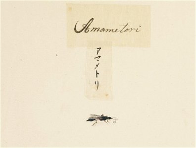 Naturalis Biodiversity Center - RMNH.ART.589 - Unidentified insect - Kawahara Keiga - 1823 - 1829 - Siebold Collection - pencil drawing - water colour