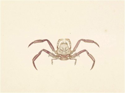 Naturalis Biodiversity Center - RMNH.ART.79 - Dorippe japonica - Kawahara Keiga - 1823 - 1829 - Siebold Collection - pencil drawing - water colour