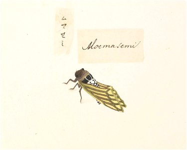 Naturalis Biodiversity Center - RMNH.ART.576 - Graptopsaltria nigrofuscata - Kawahara Keiga - 1823 - 1829 - Siebold Collection - pencil drawing - water colour