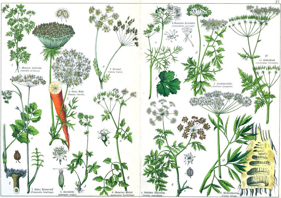 Naturgeschichte des Pflanzenreichs Tafel XV