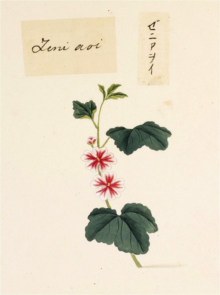 Naturalis Biodiversity Center - RMNH.ART.727 - Malva sylvestris - Kawahara Keiga - 1823 - 1829 - Siebold Collection - pencil drawing - water colour
