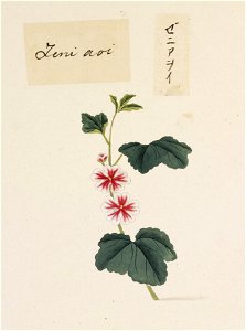 Naturalis Biodiversity Center - RMNH.ART.727 - Malva sylvestris - Kawahara Keiga - 1823 - 1829 - Siebold Collection - pencil drawing - water colour