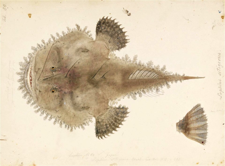 Naturalis Biodiversity Center - RMNH.ART.837 - Lophiomus setigerus (Vahl) - Kawahara Keiga - 1823 - 1829 - Siebold Collection - pencil drawing - water colour