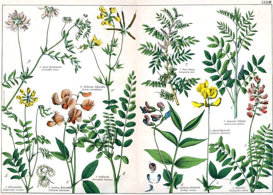 Naturgeschichte des Pflanzenreichs Tafel XXXVIII