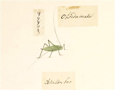 Naturalis Biodiversity Center - RMNH.ART.578 - Hexacentrus japonica - Kawahara Keiga - 1823 - 1829 - Siebold Collection - pencil drawing - water colour