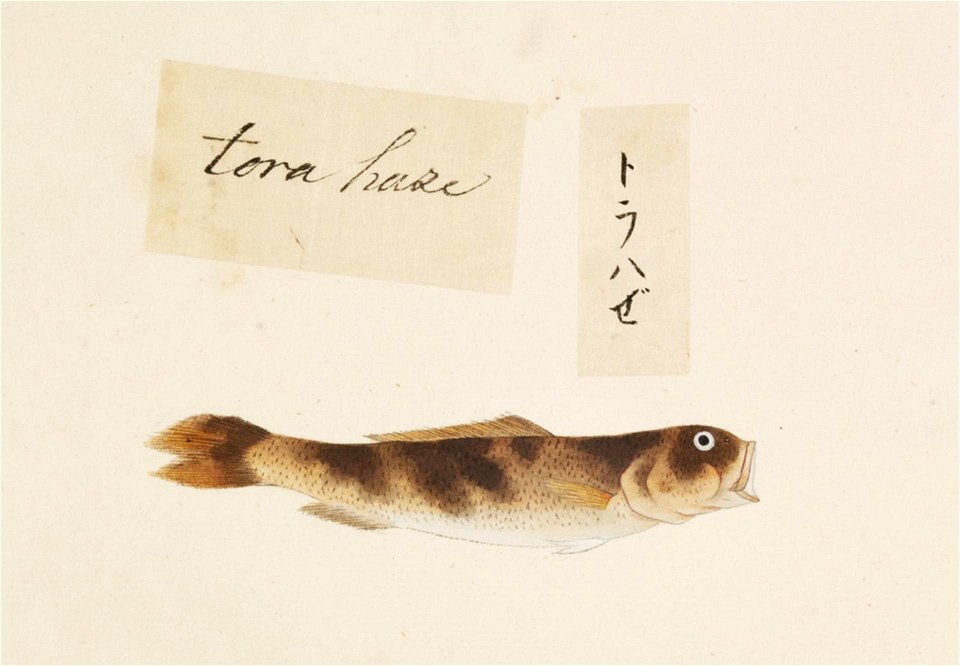 Naturalis Biodiversity Center - RMNH.ART.477 - Unidentified fish - Kawahara Keiga - 1823 - 1829 - Siebold Collection - pencil drawing - water colour