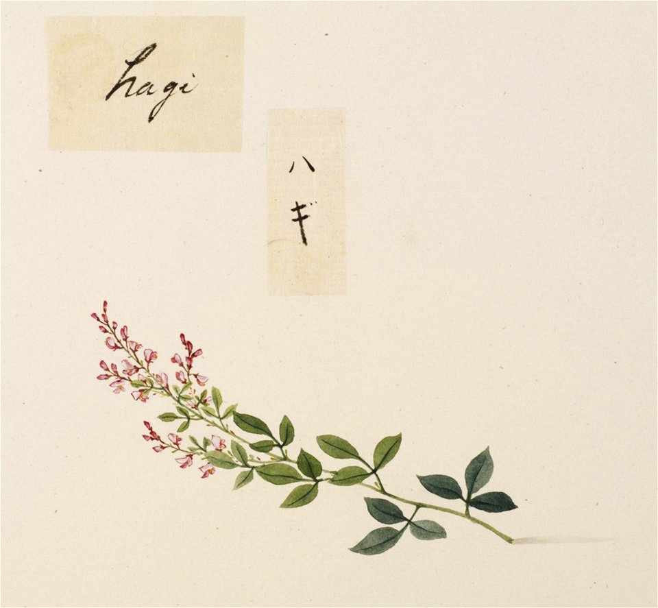 Naturalis Biodiversity Center - RMNH.ART.743 - Lespedeza - Kawahara Keiga - 1823 - 1829 - Siebold Collection - pencil drawing - water colour