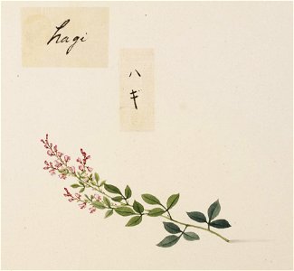 Naturalis Biodiversity Center - RMNH.ART.743 - Lespedeza - Kawahara Keiga - 1823 - 1829 - Siebold Collection - pencil drawing - water colour