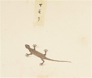 Naturalis Biodiversity Center - RMNH.ART.602 - Gekko japonicus - Kawahara Keiga - 1823 - 1829 - Siebold Collection - pencil drawing - water colour