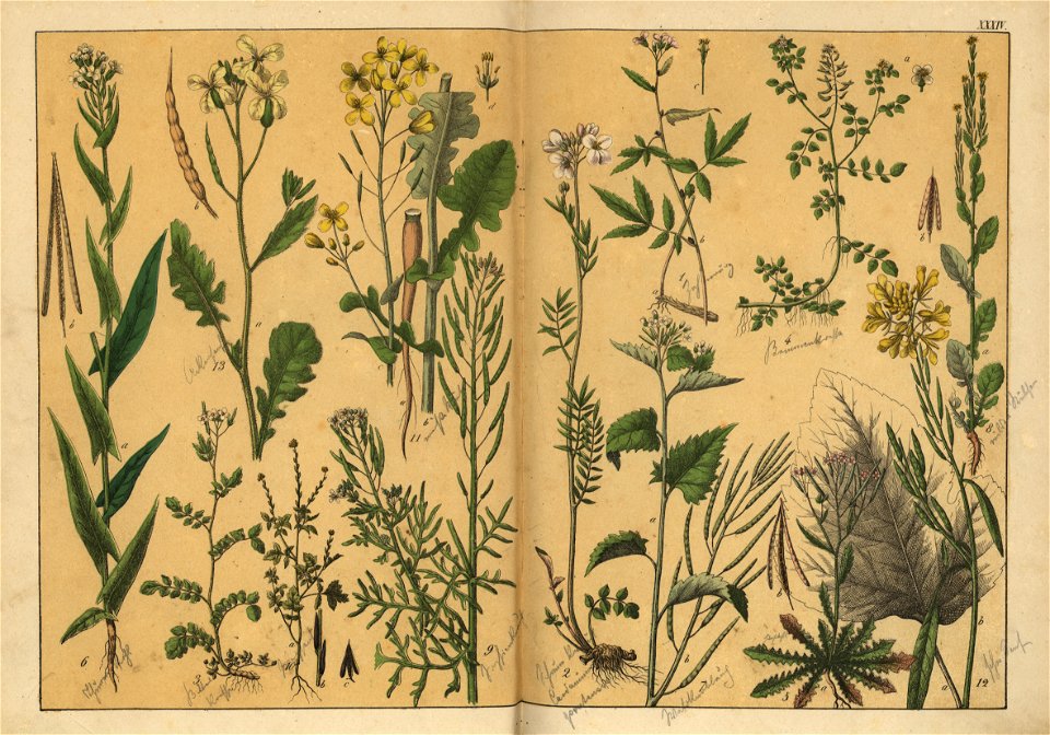Naturgeschichte des Pflanzenreichs, Eßlingen 1870 - Tafel 034