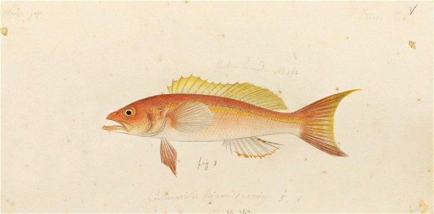 Naturalis Biodiversity Center - RMNH.ART.587 - Chelidoperca hirundinacea (Valenciennes) - Kawahara Keiga - 1823 - 1829 - Siebold Collection - pencil drawing - water colour