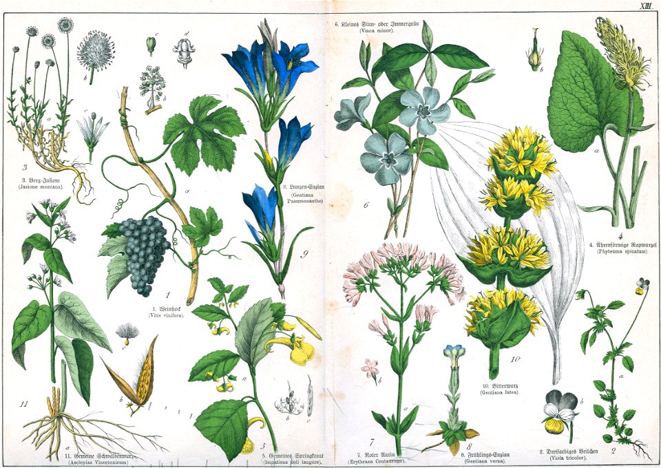 Naturgeschichte des Pflanzenreichs Tafel XIII