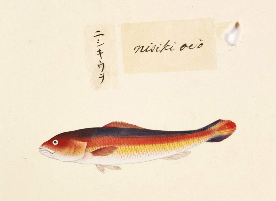 Naturalis Biodiversity Center - RMNH.ART.488 - Unidentified fish - Kawahara Keiga - 1823 - 1829 - Siebold Collection - pencil drawing - water colour