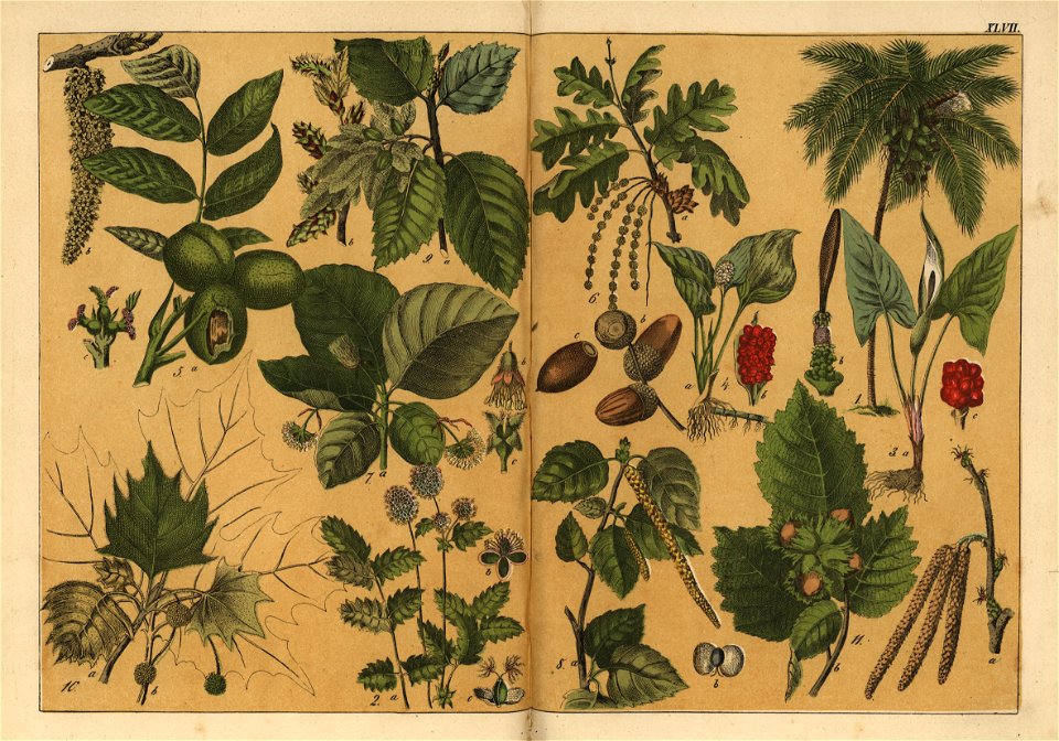 Naturgeschichte des Pflanzenreichs, Eßlingen 1870 - Tafel 047