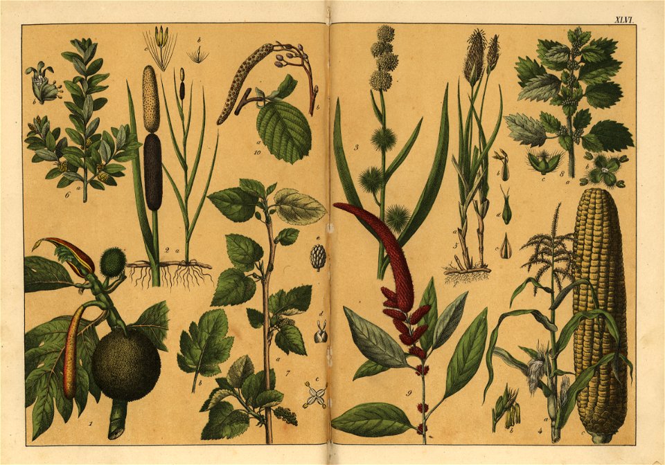Naturgeschichte des Pflanzenreichs, Eßlingen 1870 - Tafel 046