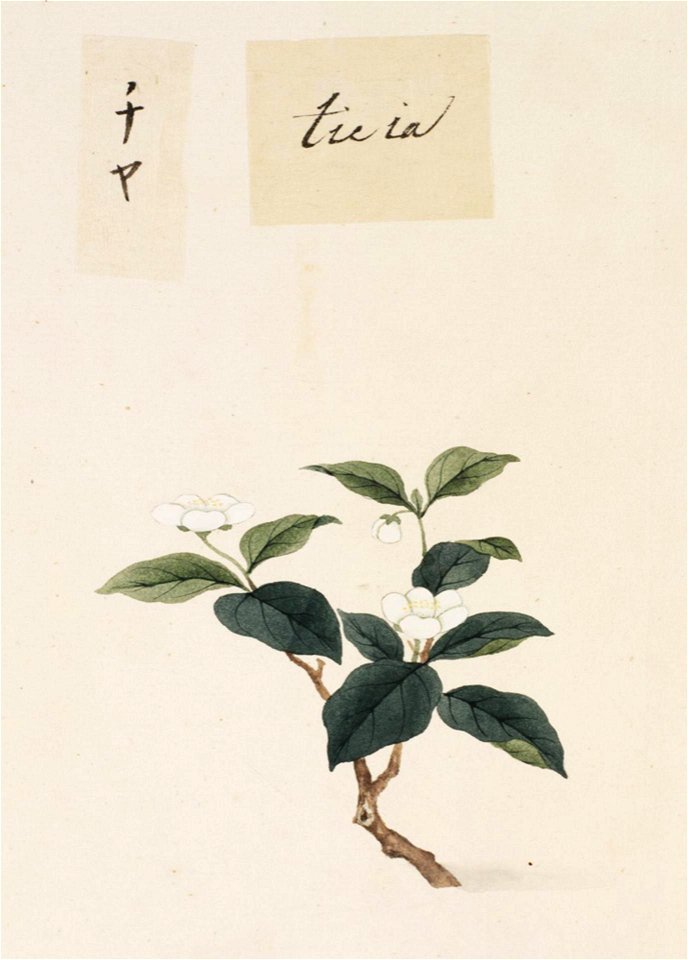 Naturalis Biodiversity Center - RMNH.ART.810 - Camellia sinensis - Kawahara Keiga - 1823 - 1829 - Siebold Collection - pencil drawing - water colour