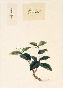 Naturalis Biodiversity Center - RMNH.ART.810 - Camellia sinensis - Kawahara Keiga - 1823 - 1829 - Siebold Collection - pencil drawing - water colour