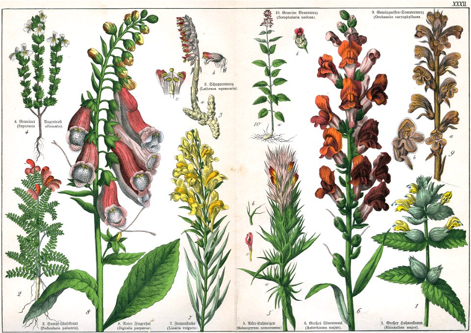 Naturgeschichte des Pflanzenreichs Tafel XXXII