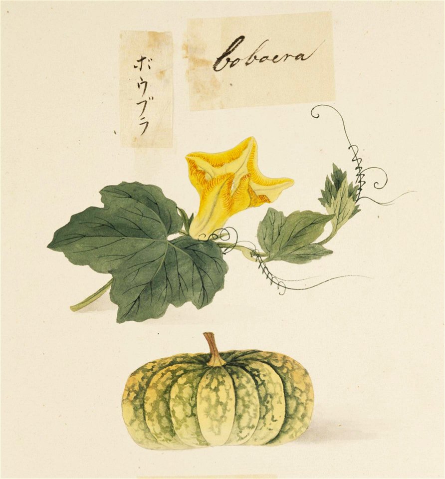 Naturalis Biodiversity Center - RMNH.ART.624 - Cucurbita - Kawahara Keiga - 1823 - 1829 - Siebold Collection - pencil drawing - water colour