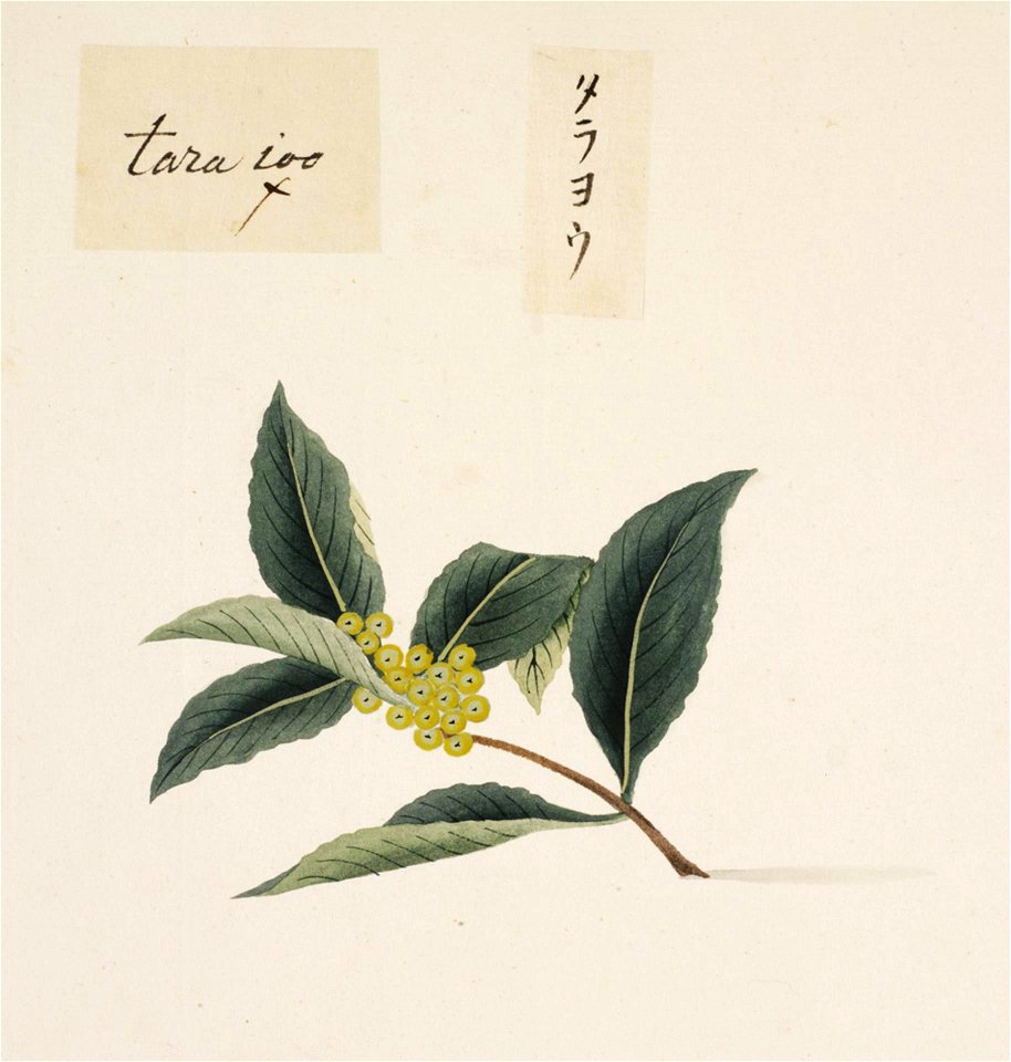Naturalis Biodiversity Center - RMNH.ART.840 - Ilex latifolia - Kawahara Keiga - 1823 - 1829 - Siebold Collection - pencil drawing - water colour