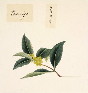 Naturalis Biodiversity Center - RMNH.ART.840 - Ilex latifolia - Kawahara Keiga - 1823 - 1829 - Siebold Collection - pencil drawing - water colour