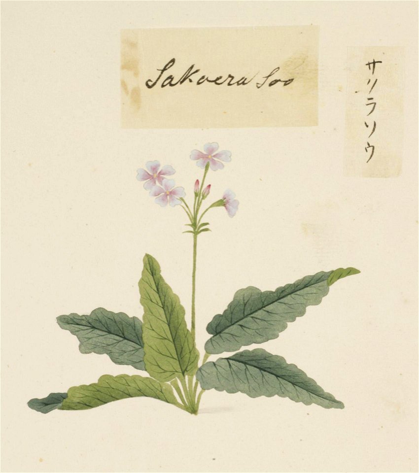 Naturalis Biodiversity Center - RMNH.ART.721 - Primula sieboldii - Kawahara Keiga - 1823 - 1829 - Siebold Collection - pencil drawing - water colour