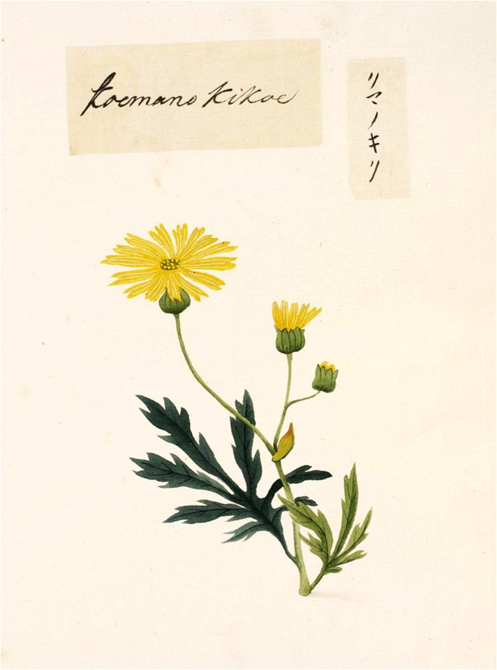 Naturalis Biodiversity Center - RMNH.ART.791 - Wedelia chinensis - Kawahara Keiga - 1823 - 1829 - Siebold Collection - pencil drawing - water colour