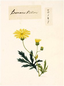 Naturalis Biodiversity Center - RMNH.ART.791 - Wedelia chinensis - Kawahara Keiga - 1823 - 1829 - Siebold Collection - pencil drawing - water colour