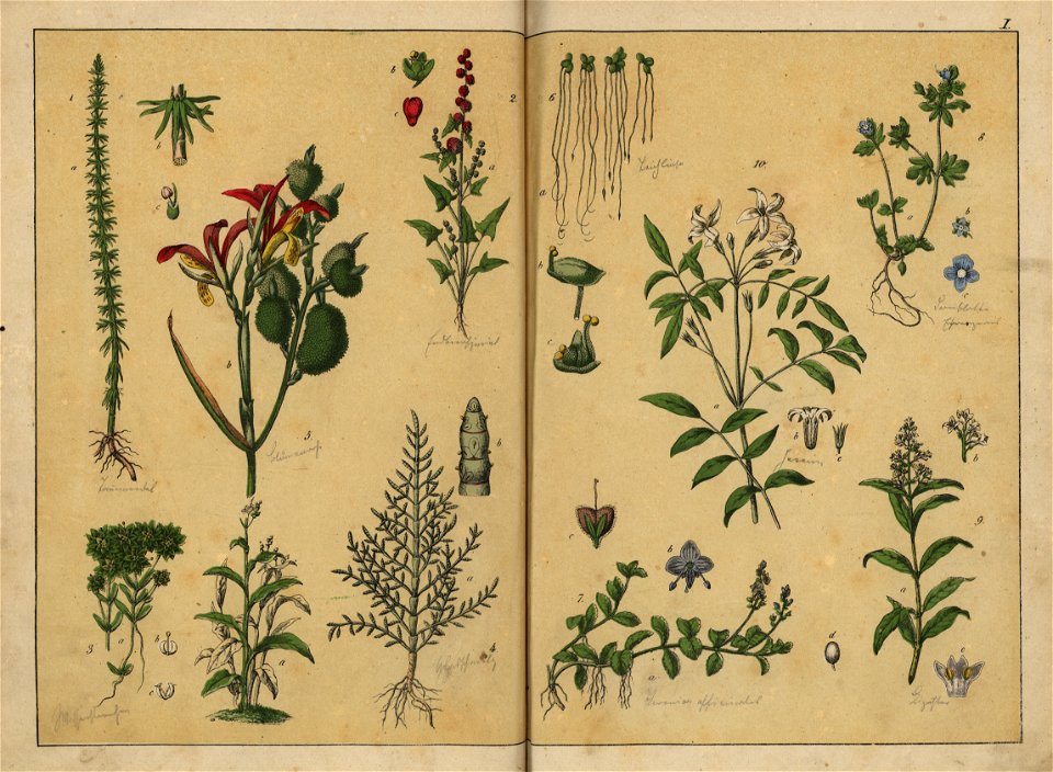 Naturgeschichte des Pflanzenreichs, Eßlingen 1870 - Tafel 001