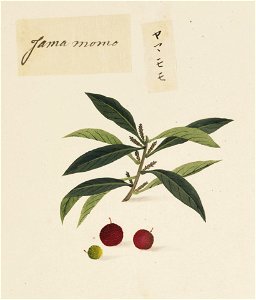 Naturalis Biodiversity Center - RMNH.ART.631 - Myrica rubra - Kawahara Keiga - 1823 - 1829 - Siebold Collection - pencil drawing - water colour