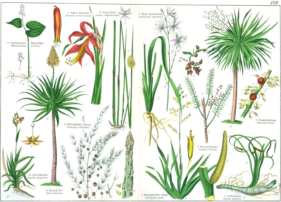 Naturgeschichte des Pflanzenreichs Tafel XVIII