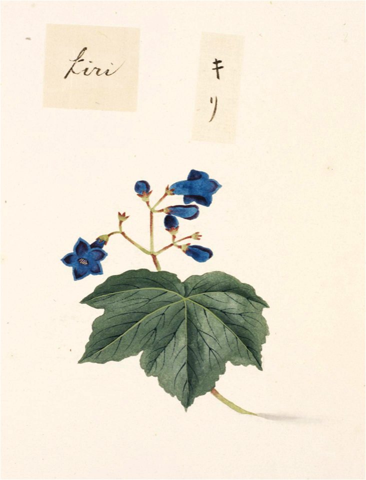 Naturalis Biodiversity Center - RMNH.ART.825 - Paulownia tomentosa - Kawahara Keiga - 1823 - 1829 - Siebold Collection - pencil drawing - water colour