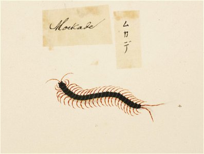 Naturalis Biodiversity Center - RMNH.ART.604 - Centipede - Kawahara Keiga - 1823 - 1829 - Siebold Collection - pencil drawing - water colour. Free illustration for personal and commercial use.