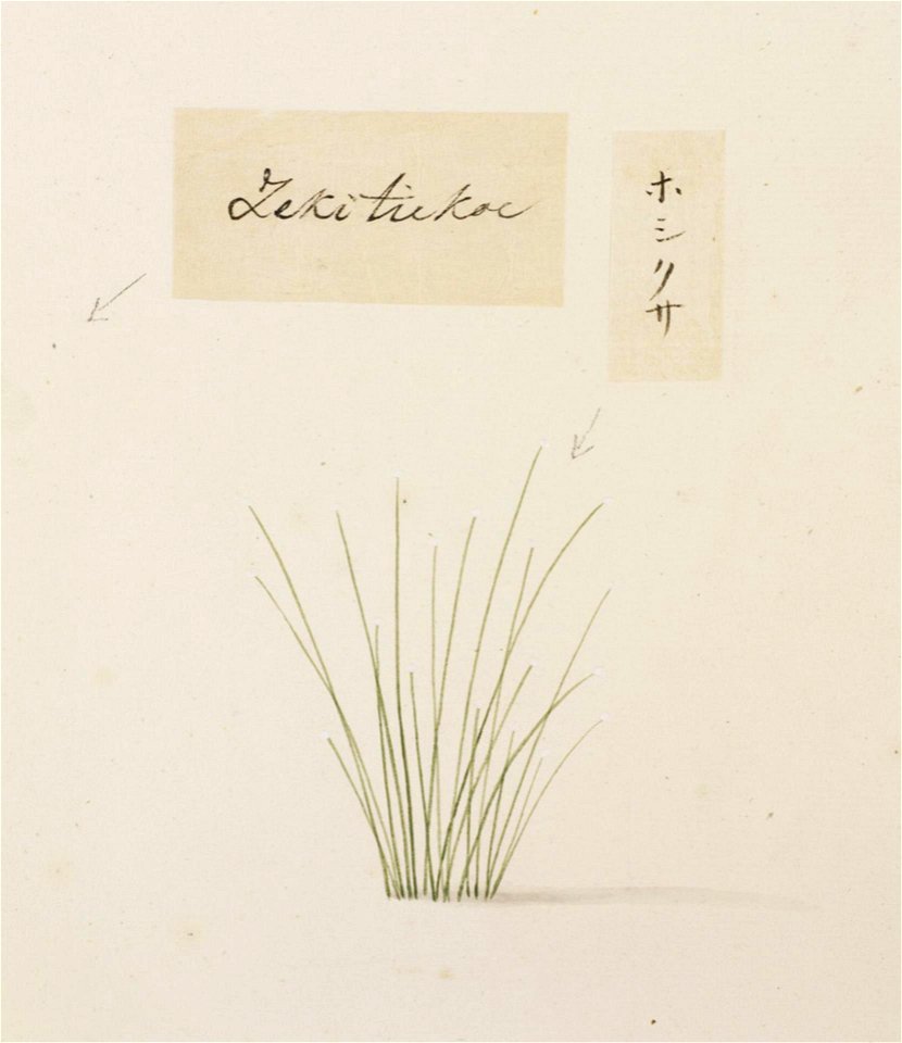 Naturalis Biodiversity Center - RMNH.ART.755 - Eriocaulon - Kawahara Keiga - 1823 - 1829 - Siebold Collection - pencil drawing - water colour
