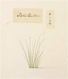 Naturalis Biodiversity Center - RMNH.ART.755 - Eriocaulon - Kawahara Keiga - 1823 - 1829 - Siebold Collection - pencil drawing - water colour. Free illustration for personal and commercial use.