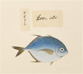 Naturalis Biodiversity Center - RMNH.ART.514 - A species of Caranx - Kawahara Keiga - 1823 - 1829 - Siebold Collection - pencil drawing - water colour