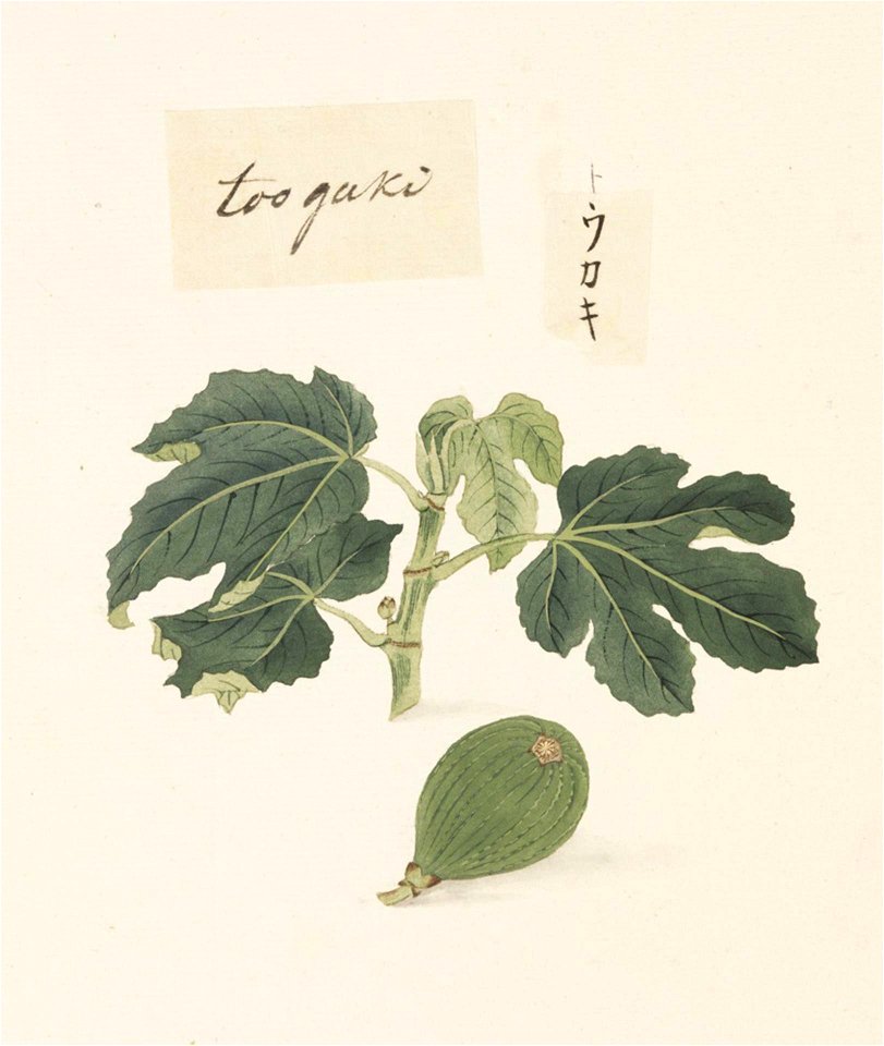 Naturalis Biodiversity Center - RMNH.ART.639 - Ficus carica - Kawahara Keiga - 1823 - 1829 - Siebold Collection - pencil drawing - water colour