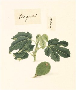 Naturalis Biodiversity Center - RMNH.ART.639 - Ficus carica - Kawahara Keiga - 1823 - 1829 - Siebold Collection - pencil drawing - water colour