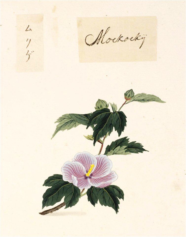 Naturalis Biodiversity Center - RMNH.ART.836 - Hibiscus syriacus - Kawahara Keiga - 1823 - 1829 - Siebold Collection - pencil drawing - water colour