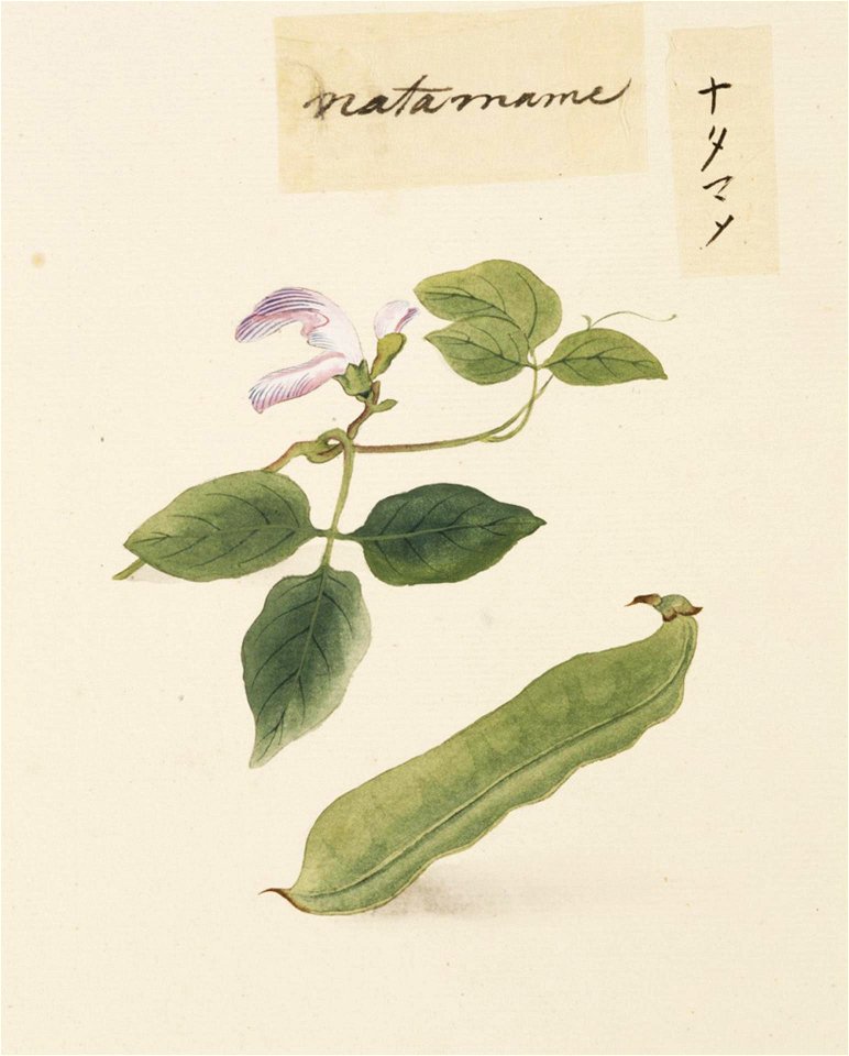 Naturalis Biodiversity Center - RMNH.ART.617 - Canavalia gladiate - Kawahara Keiga - 1823 - 1829 - Siebold Collection - pencil drawing - water colour