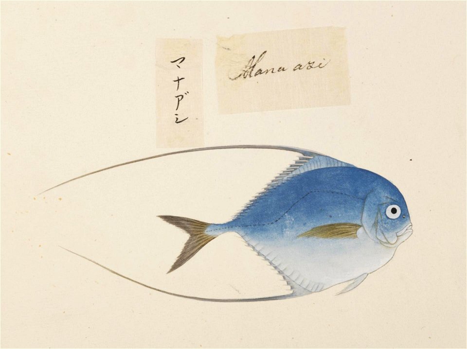 Naturalis Biodiversity Center - RMNH.ART.516 - Alectis ciliaris - Kawahara Keiga - 1823 - 1829 - Siebold Collection - pencil drawing - water colour