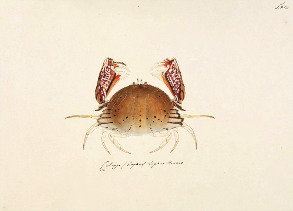 Naturalis Biodiversity Center - RMNH.ART.65 - Calappa lophos - Kawahara Keiga - 1823 - 1829 - Siebold Collection - pencil drawing - water colour