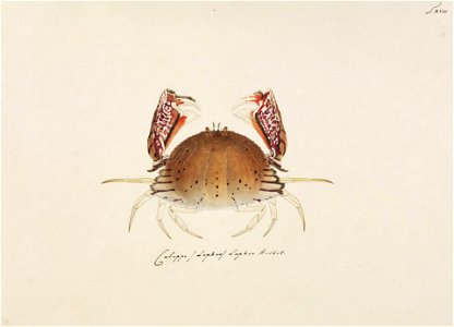 Naturalis Biodiversity Center - RMNH.ART.65 - Calappa lophos - Kawahara Keiga - 1823 - 1829 - Siebold Collection - pencil drawing - water colour