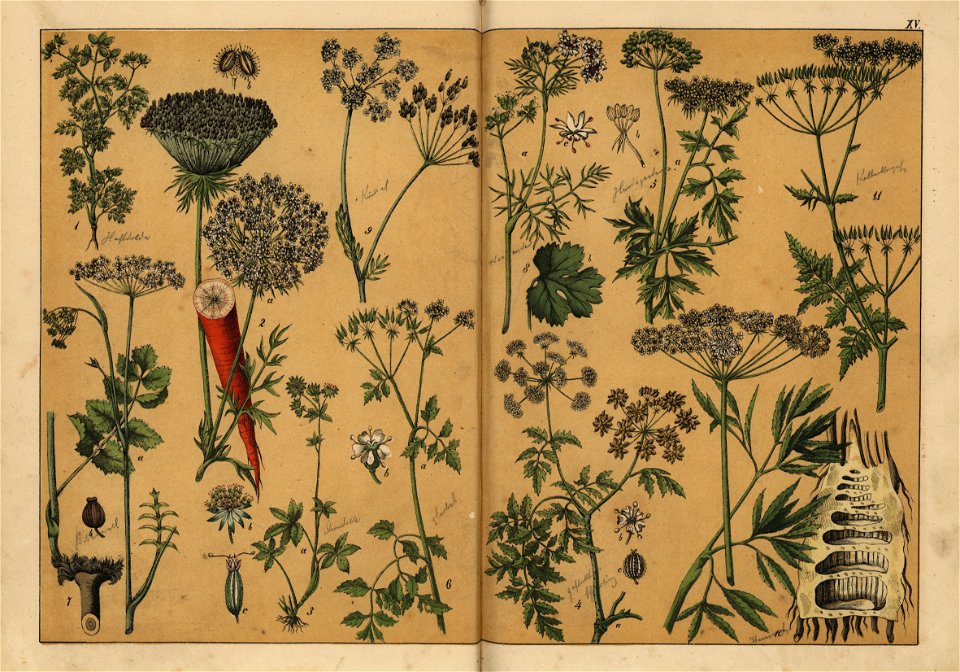Naturgeschichte des Pflanzenreichs, Eßlingen 1870 - Tafel 015