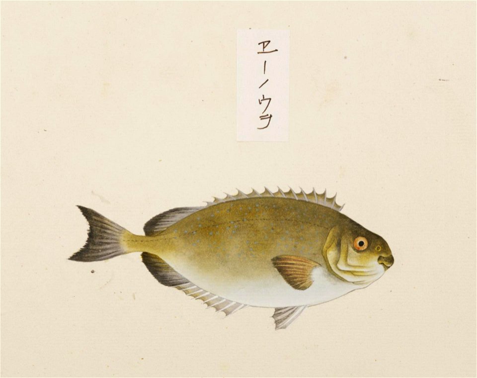 Naturalis Biodiversity Center - RMNH.ART.523 - Siganus fuscescens - Kawahara Keiga - 1823 - 1829 - Siebold Collection - pencil drawing - water colour