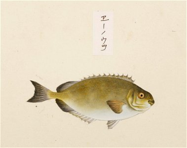 Naturalis Biodiversity Center - RMNH.ART.523 - Siganus fuscescens - Kawahara Keiga - 1823 - 1829 - Siebold Collection - pencil drawing - water colour