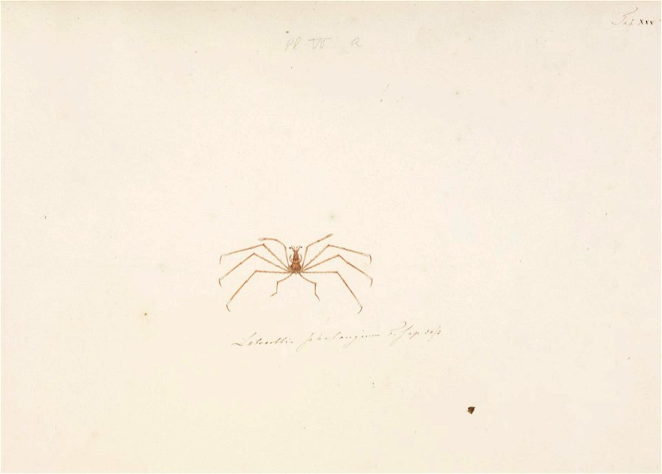 Naturalis Biodiversity Center - RMNH.ART.77 - Latreillia phalangium - Kawahara Keiga - 1823 - 1829 - Siebold Collection - pencil drawing - water colour