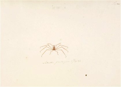 Naturalis Biodiversity Center - RMNH.ART.77 - Latreillia phalangium - Kawahara Keiga - 1823 - 1829 - Siebold Collection - pencil drawing - water colour