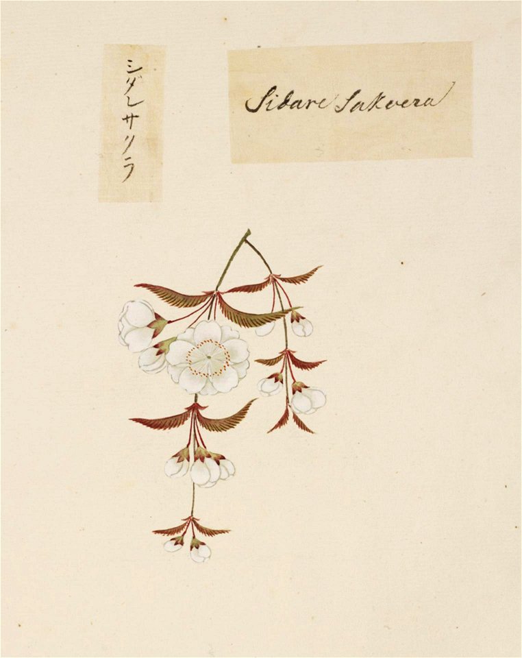 Naturalis Biodiversity Center - RMNH.ART.850 - Prunus pendula - Kawahara Keiga - 1823 - 1829 - Siebold Collection - pencil drawing - water colour